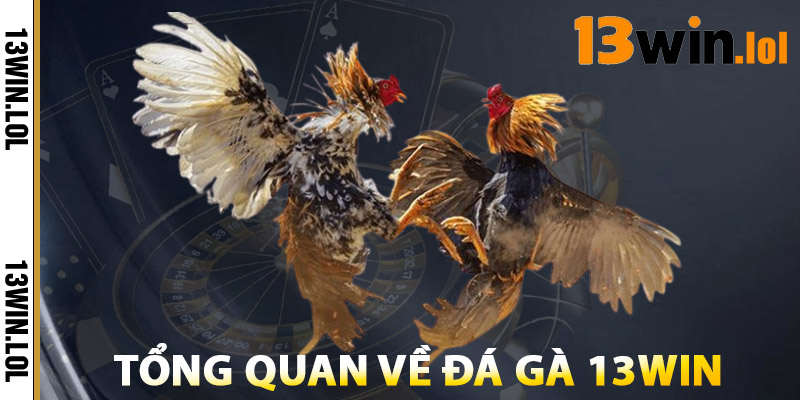 Đá Gà 13WIN – Trải Nghiệm Đá Gà Online HD Chính Thống 1 Tổng Quan Về Đá Gà 13WIN